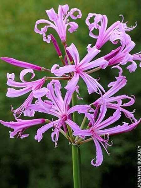 Flores resistentes al calor 