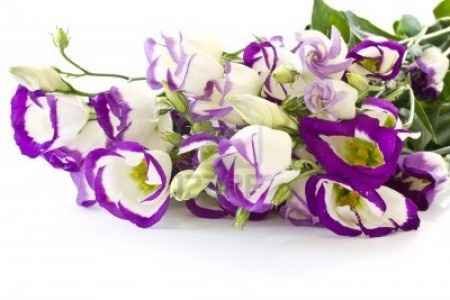 Flores resistentes al calor 