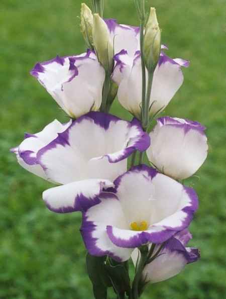Flores resistentes al calor 