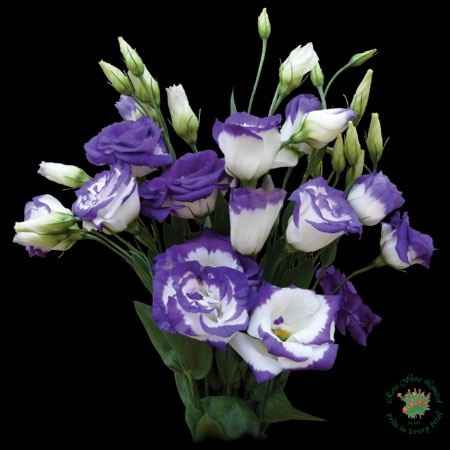 Flores resistentes al calor 