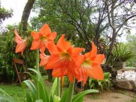 Flores resistentes al calor 
