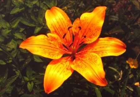 Flores resistentes al calor 