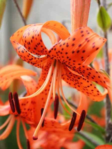 Flores resistentes al calor 
