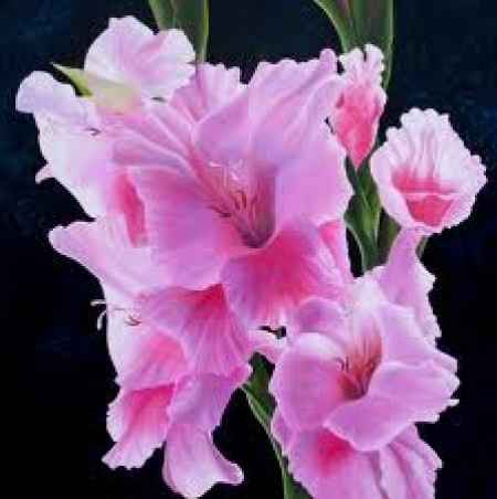 Flores resistentes al calor 