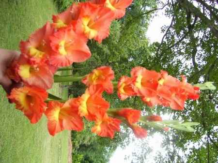Flores resistentes al calor 