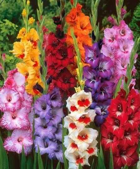 Flores resistentes al calor 