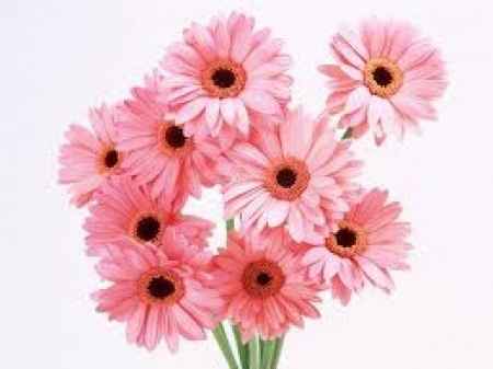 Flores resistentes al calor 