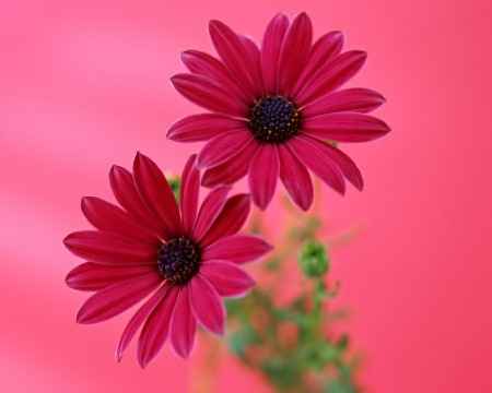 Flores resistentes al calor 