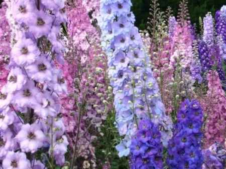 Flores resistentes al calor 