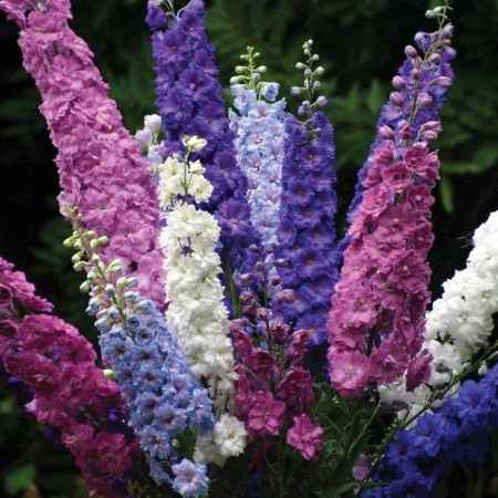 Flores resistentes al calor 