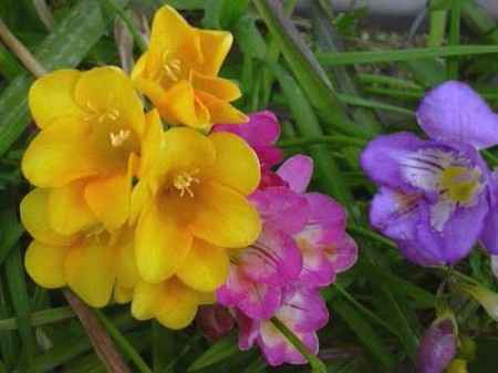 Flores resistentes al calor 