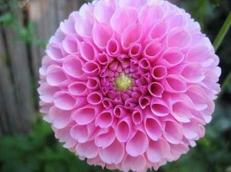 Flores resistentes al calor 