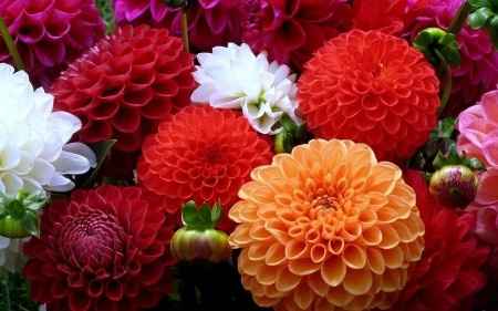Flores resistentes al calor 