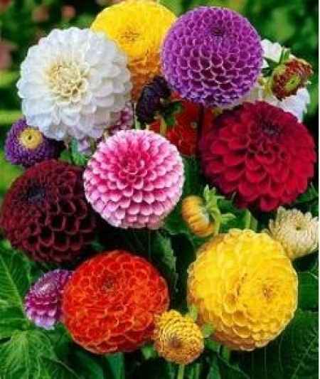 Flores resistentes al calor 