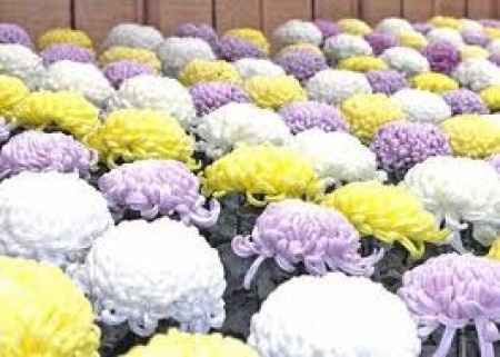 Flores resistentes al calor 