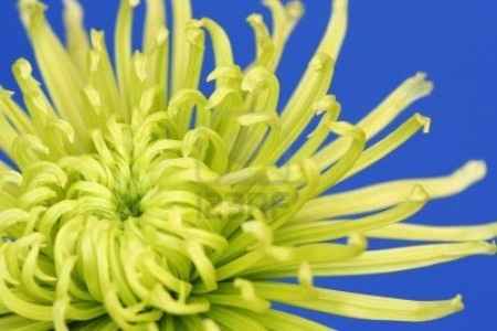 Flores resistentes al calor 