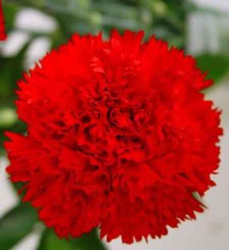 Flores resistentes al calor 