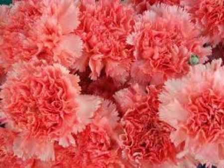 Flores resistentes al calor 