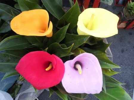 Flores resistentes al calor 