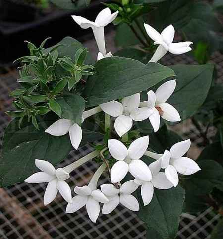 Flores resistentes al calor 