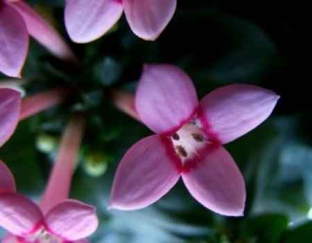 Flores resistentes al calor 