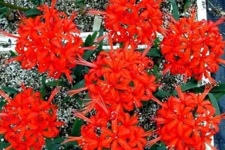 Flores resistentes al calor 