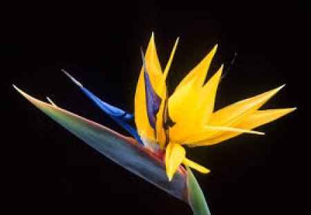 Flores resistentes al calor 