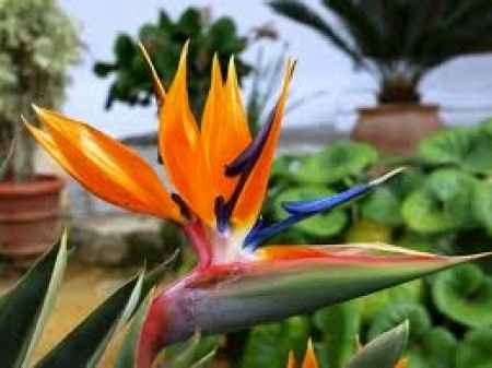 Flores resistentes al calor 