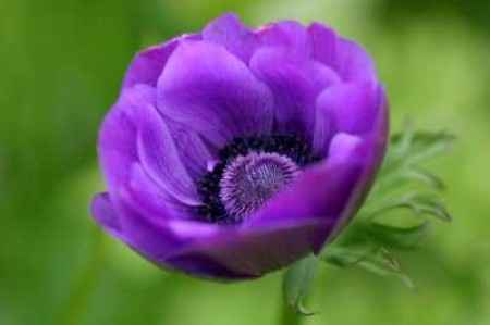 Flores resistentes al calor 