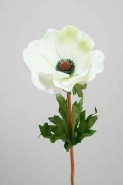 Flores resistentes al calor 