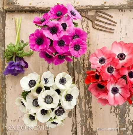 Flores resistentes al calor 