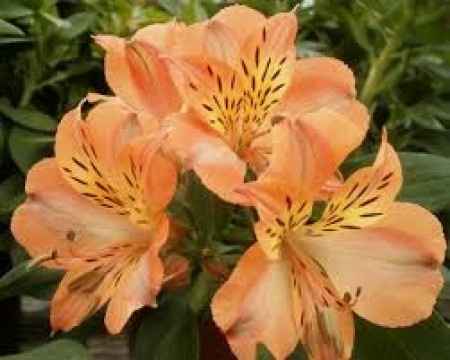 Flores resistentes al calor 