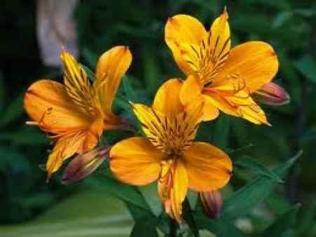Flores resistentes al calor 