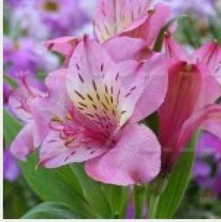 Flores resistentes al calor 