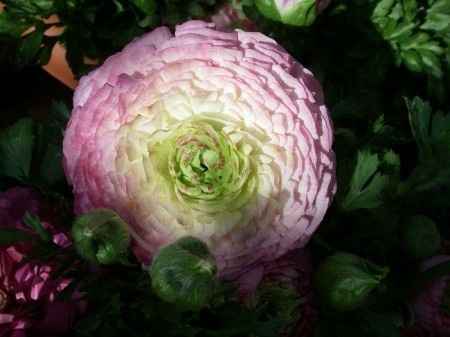 DIY: Flores Ranúnculos (Ranunculus)