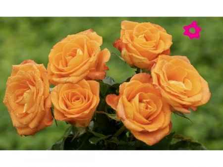 Flores naranjas