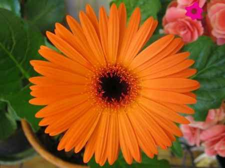 Flores naranjas