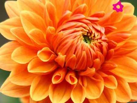 Flores naranjas
