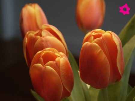 Flores naranjas