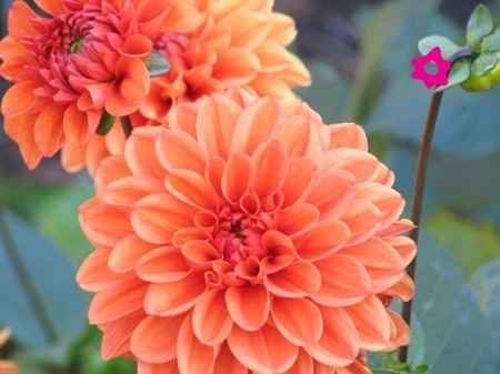 Flores naranjas