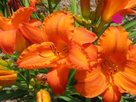 Flores naranjas