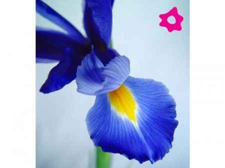 Flores azules 
