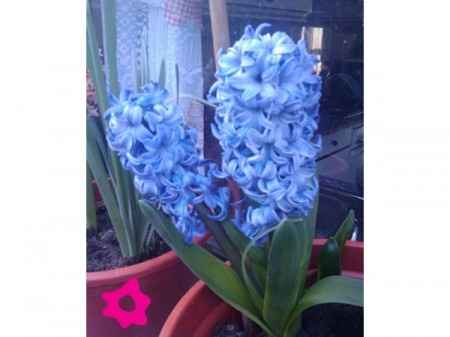 Flores azules 