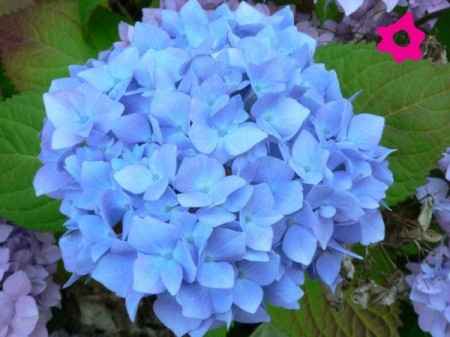 Flores azules 
