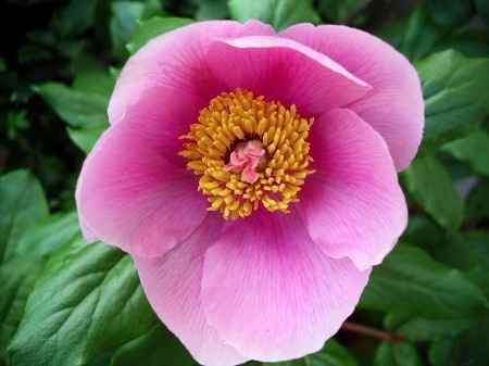 DIY: Flores Peonias