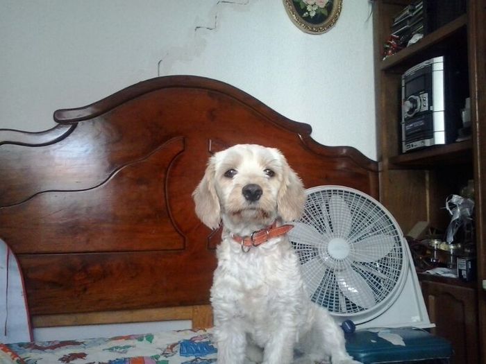 Cómo incluir a tu mascota en tu boda - 1