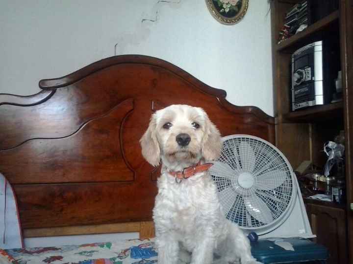 Cómo incluir a tu mascota en tu boda - 1