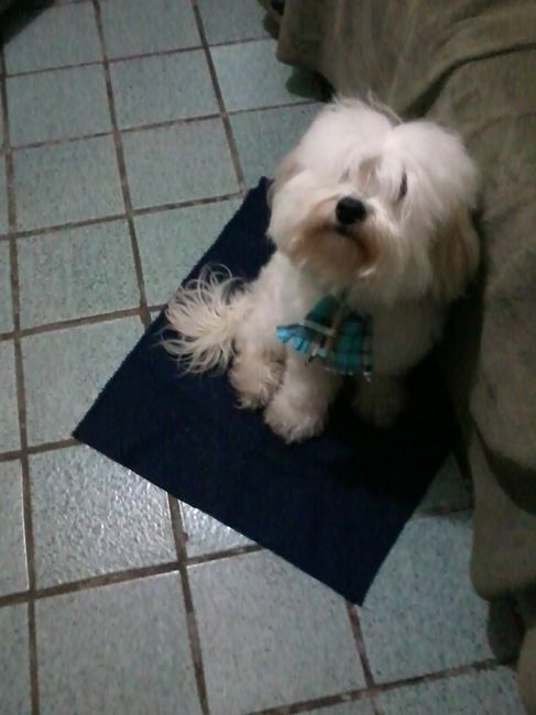 Mis mascotitas - 1