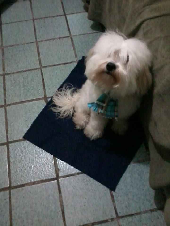 Mis mascotitas - 1
