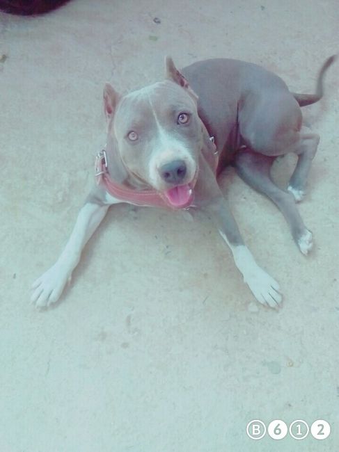 Les presento a.... - 1